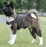 Nylon multi-purpose dog harness for tracking