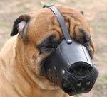 Everyday Bullmastiff Leather dog muzzle - product code M51
