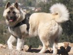 All Weather dog harness for tracking/pulling Designed to fit Akita-H6