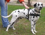 Tracking/Pulling Leather Dog Harness-Dalmatian harness