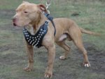 Stylish Spiked Leather Dog Harness for Pitbulls