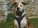 Tracking Walking leather dog harness for Amstaff