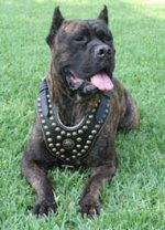 Cane Corso Fashion Leather Canine Harness for Walking and Training - Royal Design