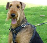Tracking Walking leather dog harness-Airedale Terrier harness