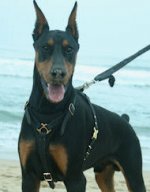 Leather Dog Tracking Harness for Doberman
