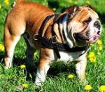 Tracking / Pulling / Agitation Leather Dog Harness For English Bulldog H5