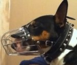 Kilo looking gorgeous in Wire Basket Dog Muzzle - M4light
