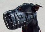 Buddy is fun to play with in new wire dog muzzle