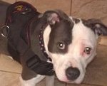 Missy looks cute wearing Designed to fit Pitbull - H6 All Weather dog harness for tracking / pulling