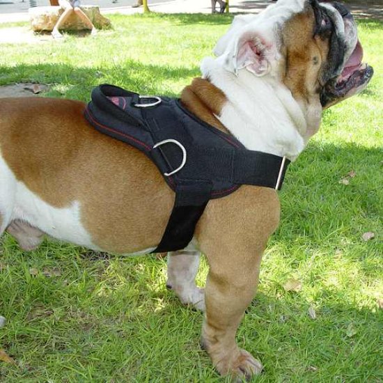 Dog harness for tracking / pulling Designed to fit English Bulldog- H6
