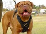 Exclusive Luxurious Handcrafted Padded Leather Dog Harness Perfect for your Dogue De Bordeaux H10