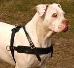 Tracking / Pulling / Agitation Leather Dog Harness For American Bulldog H5