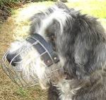 Collie Wire Basket Dog Muzzles Size Chart muzzle Collie - M4light