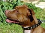 Fashionable Leather Pitbull Collar with Brass Studs