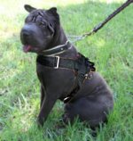 Sharpei Nylon multi-purpose dog harness pulling Chinese Shar-Pei