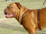 Agitation Leather Dog Harness Padded_19