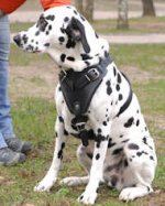 Dalmatian Leather Dog Harness- best dog harness for DalmatianDalmatian Leather Dog Harness- best dog harness for Dalmatian