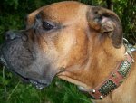 Boris and Lana proudly presents New Gorgeous War Dog Leather Dog Collar