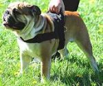 Dog harness for tracking / pulling Designed to fit English Bulldog- H6_1