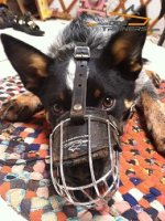Lightweight Wire Basket Blue Heeler Muzzle for Upgraded Dog Comfort