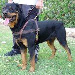 Agitation Leather Dog Harness Padded_25