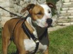 Luxury handcrafted leather dog harness made To Fit Amstaff H7