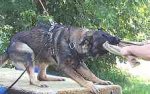 Comfortable German Shepherd Tracking Harness Made of Genuine Leather