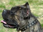 Gorgeous Leather Dog Collar - Fashion Exclusive Design_19