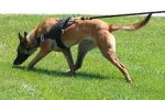 All Weather dog harness for tracking / pulling Designed to fit Belgian Malinois- H6