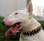 Crazy Discount Item - Bull Terrier 3 Rows Leather Spiked and Studded Dog Collar -S55