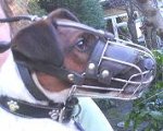 Gorgeous Bodie wearing our Wire Basket Dog Muzzles Size Chart - M4light