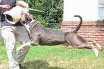 Bite Dog Sleeve for Schutzhund Training with Tri-Level Bite Bar - 25% DISCOUNT