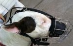 Nicely looking Bull Terrier wears Bull Terrier Wire Basket Dog Muzzles Size Chart Bull Terrier muzzle - M4light