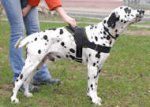 Nylon multi-purpose dog harness for tracking/pulling-Dalmatian