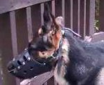 Niko looking good in our Everyday German Shepherd Leather dog muzzle - M11
