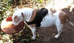 Lightweight Nylon Dog Harness with Handle for Any Weather Wearing