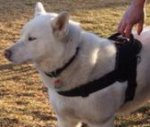 Kita is so cute in *All Weather Extra Strong Nylon Harness - H6