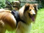 All Weather Nylon dog harness for tracking / walking Designed to fit Collie - H6