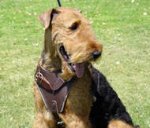 Walking Leather Dog Harness-Airedale Terrier harness