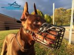 Doberman Shows off Wire Cage Dog Muzzle for Everyday Walking and Training