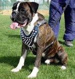 Spike Leather Dog Harness for Boxer