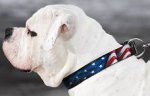 Hand painted by our artists leather dog collar - American Pride - product code c77