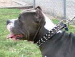 Crazy Discount Item - Buddy wearing our exclusive 3 Rows Leather Spiked and Studded Dog Collar