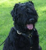 Tracking Walking leather dog harness-russian terrier harness