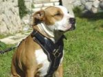 Exclusive Luxurious Handcrafted Padded Leather Dog Harness Perfect for your Amstaff H10