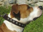 Gorgeous Leather Dog Collar - Fashion Exclusive Design_11