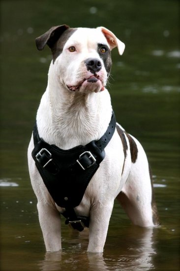Agitation / Protection / Attack Leather Dog Harness Perfect For Your American Bulldog