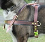 Alaskan Malamute Tracking /Pulling Leather Dog Harness