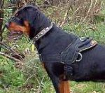 All Weather dog harness for tracking / pulling Designed to fit Rottweiler - H6_1