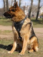 German Shepherd Agitation/Protection Leather Dog Harness